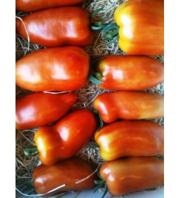 Tomate Andine Cornue 1 Kg