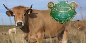 Concours d'animaux de boucherie