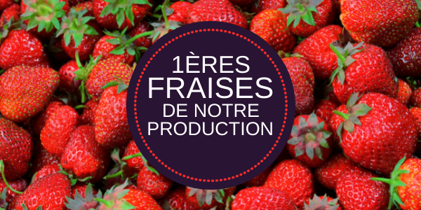 Premières fraises de notre production
