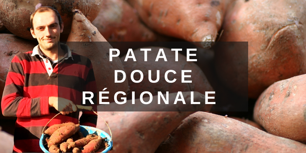 Patate douce Martin BLANCHE