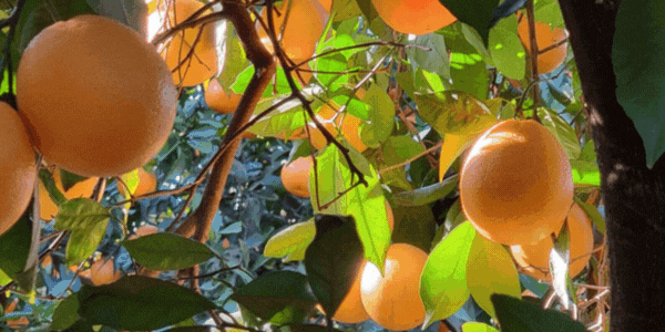 Oranges du Portugal