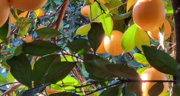 Oranges feuille du Portugal chez Esprit Terroirs B